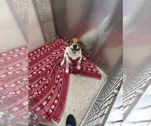 Jack-A-Bee Dog for Adoption in Martinsburg, West Virginia USA