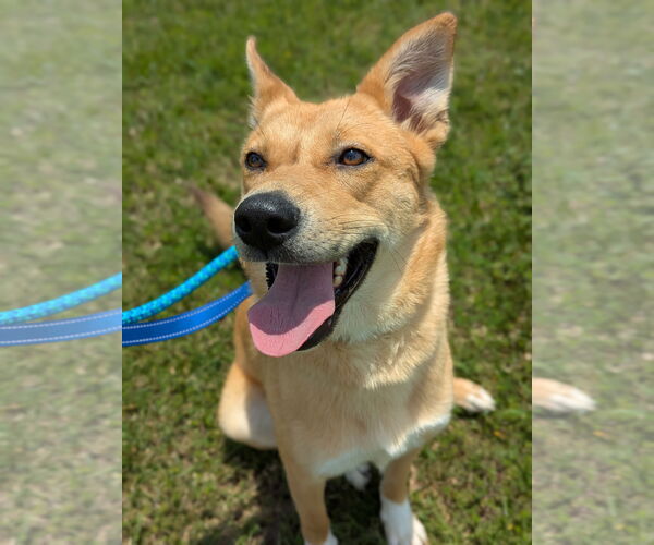 Medium Photo #5 Mutt Puppy For Sale in Holly Springs, NC, USA