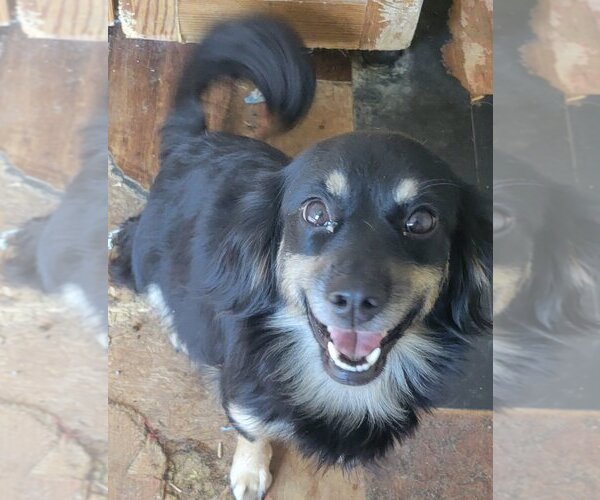 Medium Photo #2 Chihuahua-Spaniel Mix Puppy For Sale in San Antonio, TX, USA