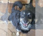 Small #1 Chihuahua-Spaniel Mix