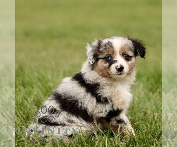 Medium Photo #4 Australian Shepherd Puppy For Sale in NEW PROVIDENCE, PA, USA