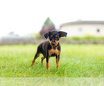 Small Photo #4 Miniature Pinscher Puppy For Sale in WARSAW, IN, USA