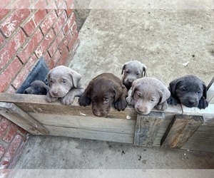 Labrador Retriever Puppy for sale in SANTA MARIA, CA, USA