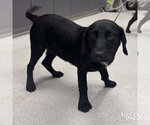 Small #1 Labrador Retriever Mix