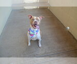 Small #1 American Pit Bull Terrier Mix