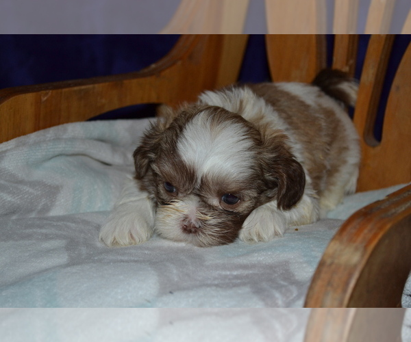 Medium Photo #2 Shih Tzu Puppy For Sale in GREENWOOD, WI, USA