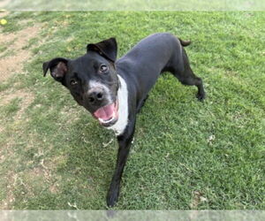 Border Collie-Unknown Mix Dogs for adoption in Plano, TX, USA