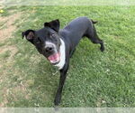 Small Border Collie Mix