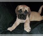 Small Photo #16 Mastiff Puppy For Sale in INDIANAPOLIS, IN, USA