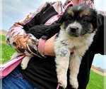 Puppy 3 Australian Shepherd-Miniature Australian Shepherd Mix
