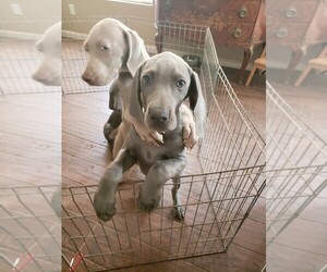 Weimaraner Puppy for sale in RENO, NV, USA