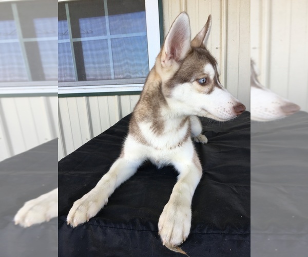 Medium Photo #8 Siberian Husky Puppy For Sale in DEARBORN, MO, USA