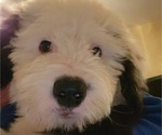 Small Photo #15 Old English Sheepdog Puppy For Sale in WILMINGTON, OH, USA