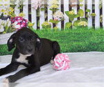 Small Labrador Retriever Mix