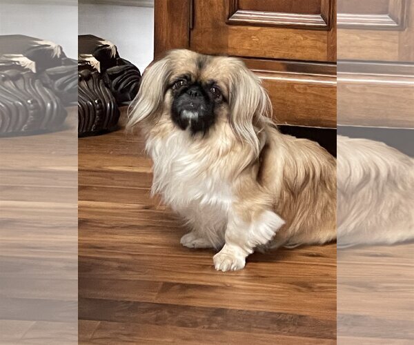 Medium Photo #2 Pekingese-Unknown Mix Puppy For Sale in Holly Springs, NC, USA