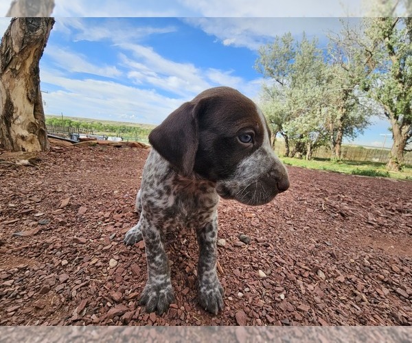 Medium Photo #35 German Shorthaired Pointer Puppy For Sale in EVANSVILLE, WY, USA
