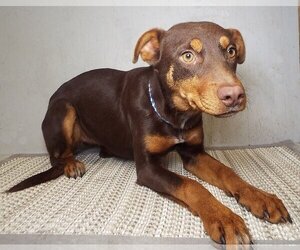 Doberman Pinscher-Unknown Mix Dogs for adoption in Godfrey, IL, USA