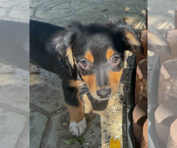 Medium Photo #7 Chihuahua-Colonial Cocker Spaniel Mix Puppy For Sale in Corona, CA, USA