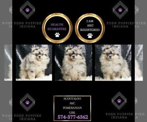 Pomeranian Puppy for sale in WARSAW, IN, USA