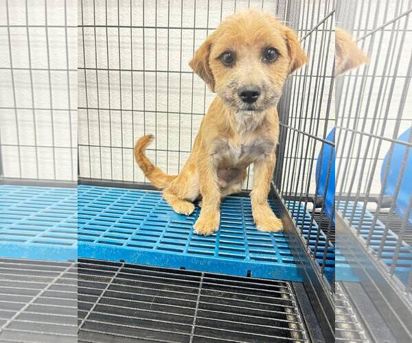 Medium Photo #7 Mutt Puppy For Sale in La Verne, CA, USA