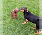 Small #10 Australian Kelpie Mix