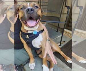 Bulldog-Unknown Mix Dogs for adoption in Westwood, NJ, USA