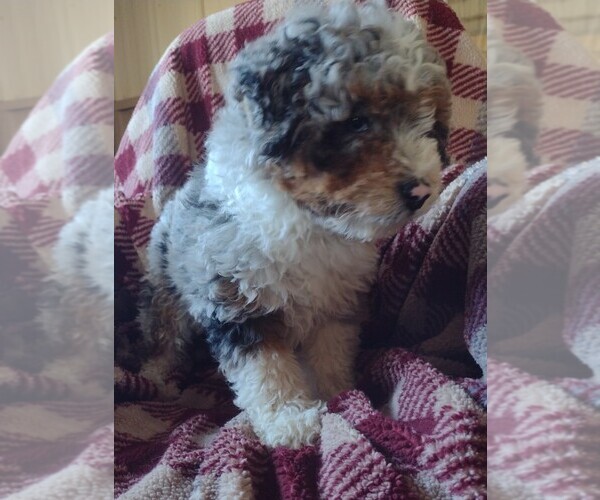 Medium Photo #3 Aussiedoodle Miniature  Puppy For Sale in PARKER, PA, USA