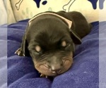 Small #1 Doberman Pinscher