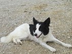 Small Photo #1 Border Collie Puppy For Sale in CORYDON, IN, USA