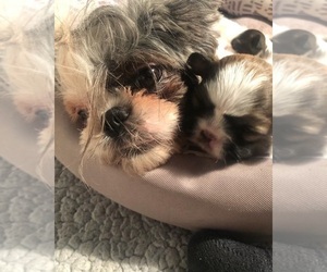 Mother of the Shih Tzu puppies born on 12/26/2022