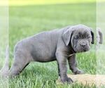 Small #1 Cane Corso