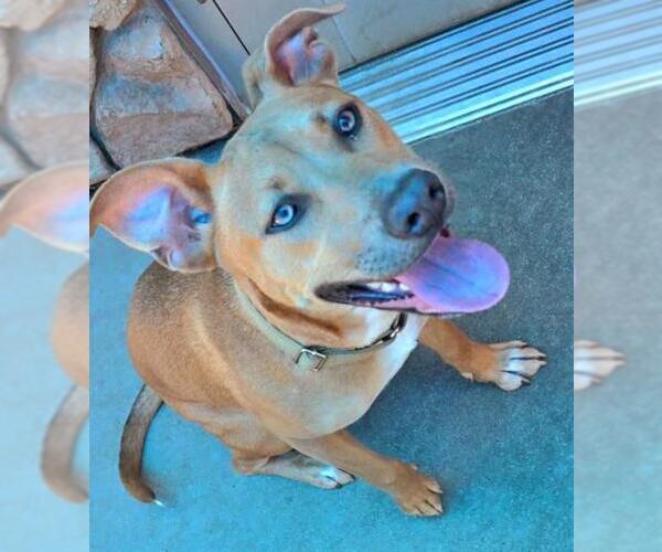 Medium Photo #1 American Pit Bull Terrier Puppy For Sale in Sacramento, CA, USA