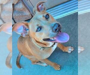Medium American Pit Bull Terrier