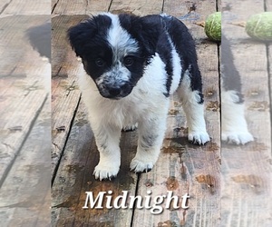 Texas Heeler Puppy for sale in UTICA, NY, USA