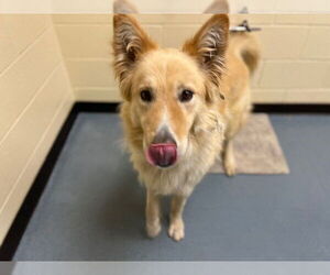 German Shepherd Dog-Siberian Husky Mix Dogs for adoption in Denver, CO, USA