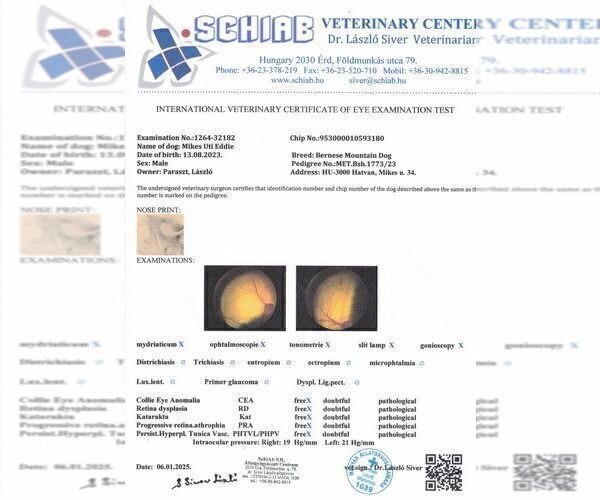 Medium Photo #12 Bernese Mountain Dog Puppy For Sale in Hatvan, Heves, Hungary