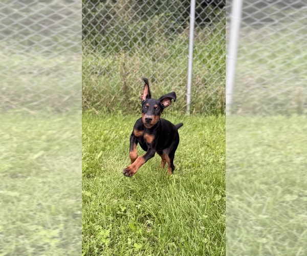 Medium Photo #4 Doberman Pinscher Puppy For Sale in MCHENRY, IL, USA