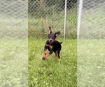 Small #3 Doberman Pinscher