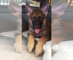 Small Photo #1 German Shepherd Dog Puppy For Sale in JERSEY CITY, NJ, USA