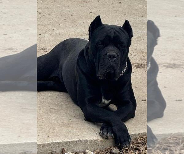 Medium Photo #1 Cane Corso Puppy For Sale in Potoceni, Buzau, Romainia