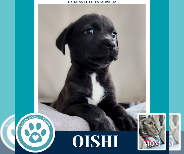 Medium Photo #4 Labrador Retriever Puppy For Sale in Kimberton, PA, USA