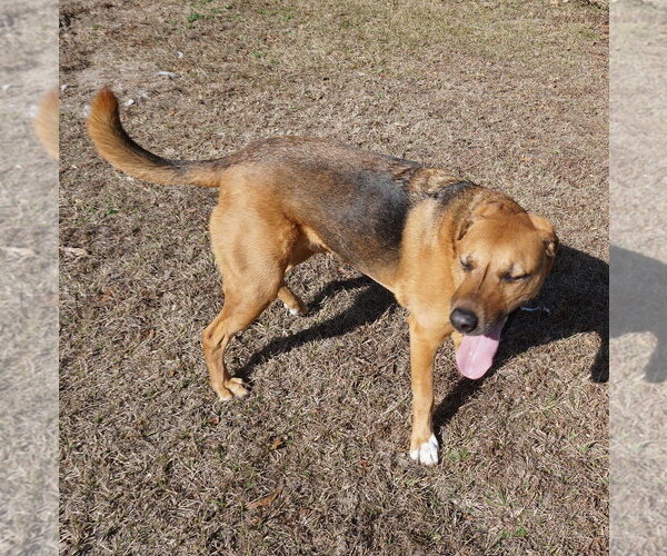 Medium Photo #14 Mutt Puppy For Sale in Garner, NC, USA