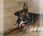 Small Photo #1 Dutch Shepherd Dog Puppy For Sale in LEAGUE CITY, TX, USA