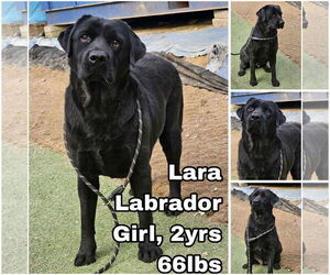 Labrador Retriever Dogs for adoption in Seattle, WA, USA