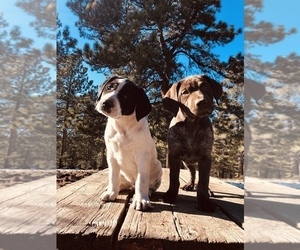 German Shorthaired Pointer Puppy for sale in FLORISSANT, CO, USA