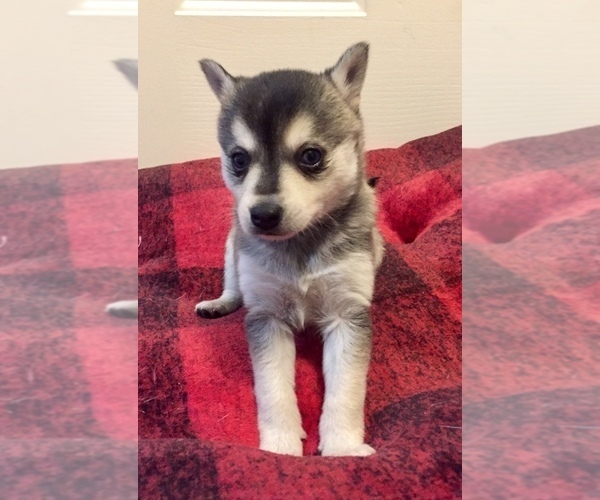Medium Photo #13 Alaskan Klee Kai Puppy For Sale in WINCHESTER, OH, USA