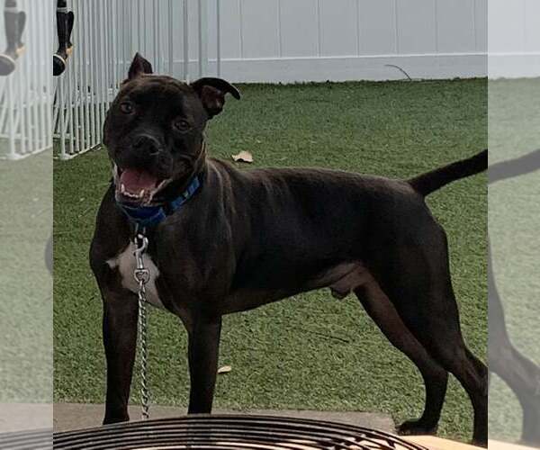 Medium Photo #15 American Pit Bull Terrier-Unknown Mix Puppy For Sale in Pompano Beach , FL, USA