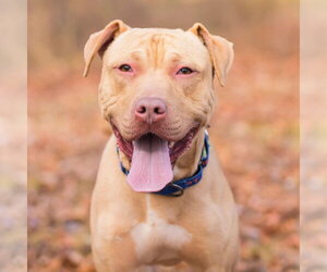 Logan - Male American Staffordshire Terrier Dog for Adoption - Photo #2