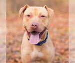 Small #1 American Staffordshire Terrier