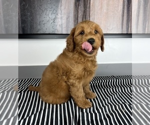 Goldendoodle (Miniature) Puppy for sale in FRANKLIN, IN, USA